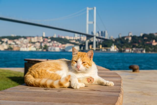 トルコ　猫　イスタンブール