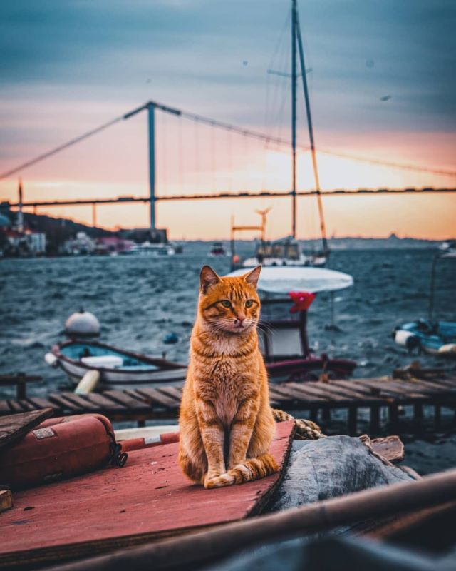 トルコ　猫