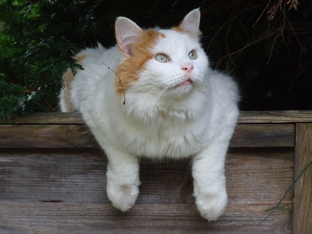 ターキッシュバン　トルコ　猫